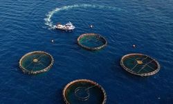 Karadeniz'in su ürünleri ihracatı 85 milyon doları aştı
