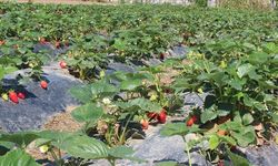 Tarımda Dijitalleşme ve Yenilenebilir Enerji Yatırımlarına Hibe İmkanı