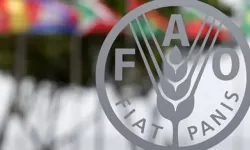Küresel gıda fiyatları mayıs ayında hafifçe geriledi