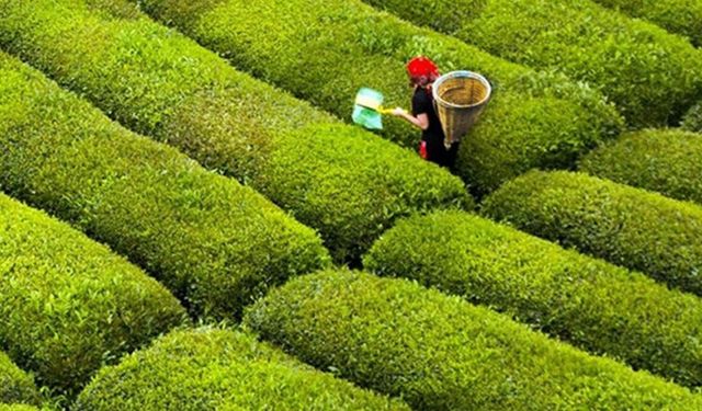 Yaş çay alım fiyatı 35 lira oldu