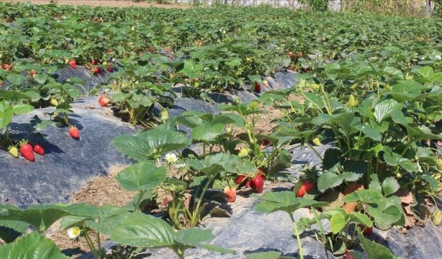 Tarım ürünleri üretici fiyatları yıllık yüzde 9,55 arttı