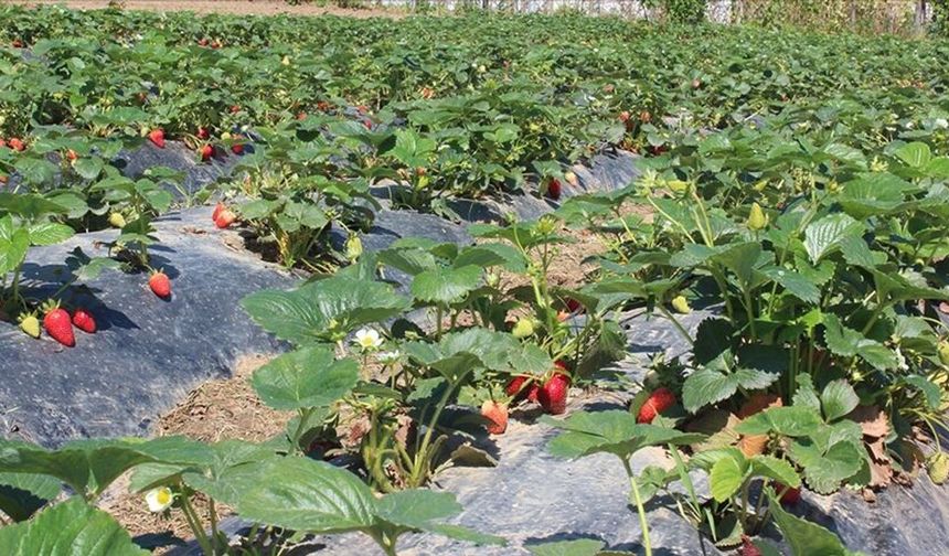 Tarım ürünleri üretici fiyatları yıllık yüzde 9,55 arttı
